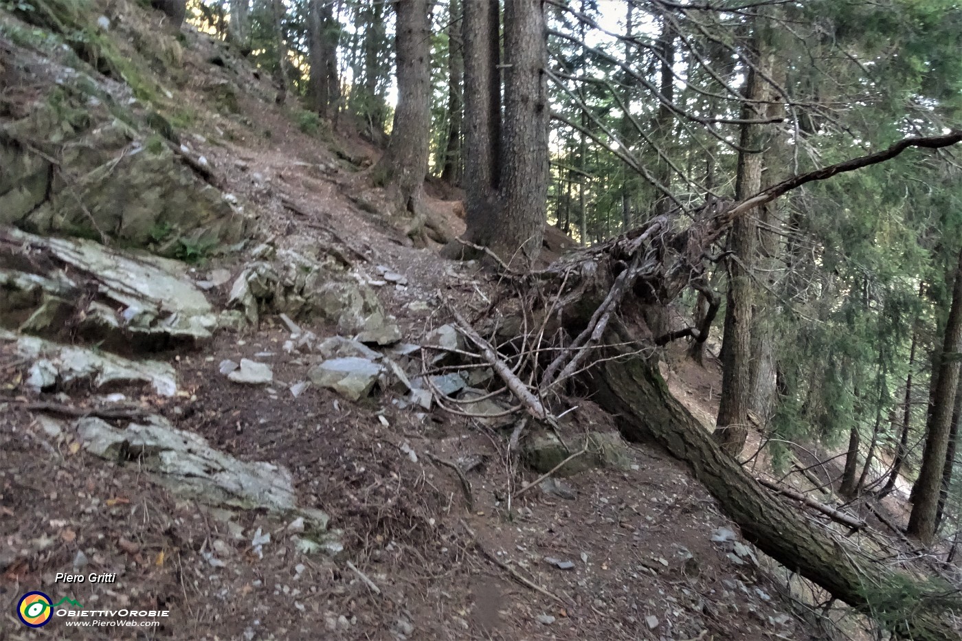 83 Sul sent. 107A nel bosco seguendo attentamente i bolli bianco-rossi.JPG